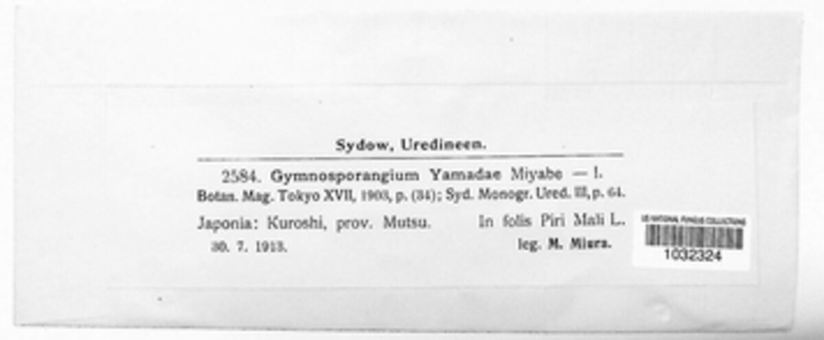 Gymnosporangium yamadae image